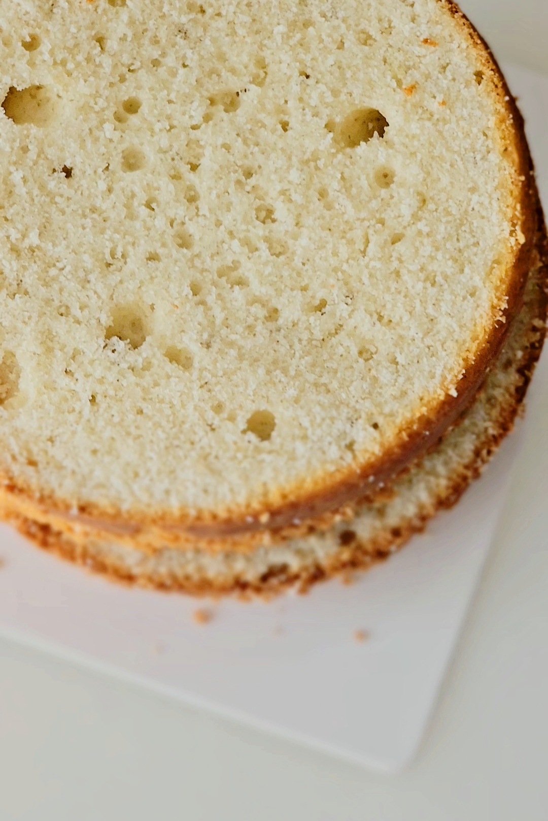 sponge cake